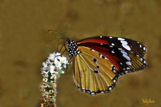 Sultan (Danaus chrysippus)