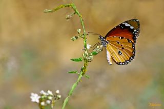 Sultan (Danaus chrysippus)