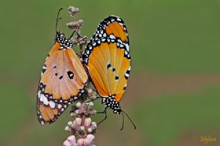 Sultan (Danaus chrysippus)