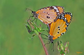 Sultan (Danaus chrysippus)