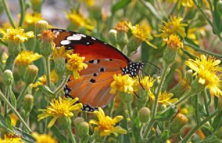 Sultan (Danaus chrysippus)