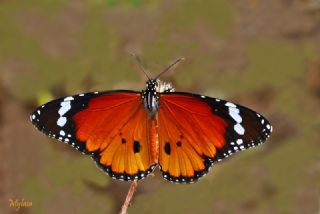 Sultan (Danaus chrysippus)