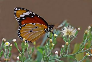 Sultan (Danaus chrysippus)