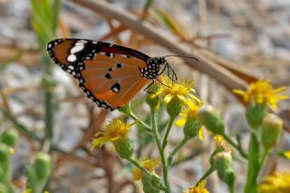 Sultan (Danaus chrysippus)