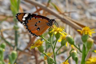 Sultan (Danaus chrysippus)