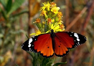 Sultan (Danaus chrysippus)