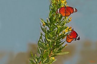 Sultan (Danaus chrysippus)
