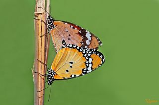 Sultan (Danaus chrysippus)