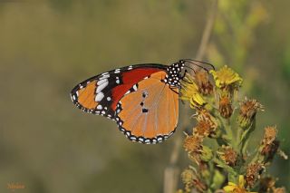 Sultan (Danaus chrysippus)
