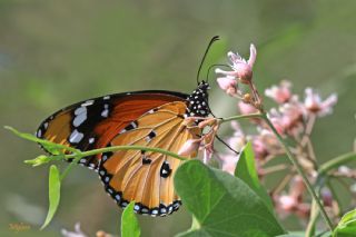 Sultan (Danaus chrysippus)