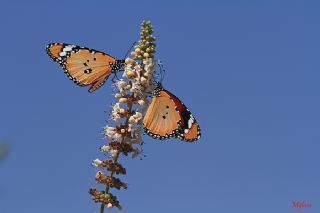 Sultan (Danaus chrysippus)