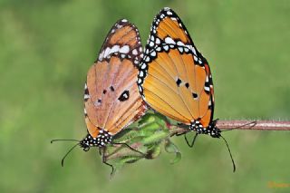 Sultan (Danaus chrysippus)