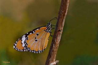 Sultan (Danaus chrysippus)