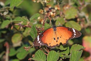 Sultan&nbsp;(Danaus&nbsp;chrysippus)
