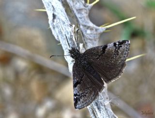 Kara Zpzp (Erynnis marloyi)