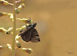 Kara Zpzp (Erynnis marloyi)