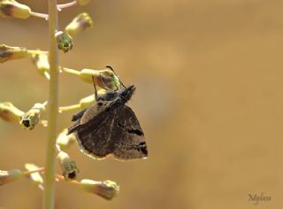 Kara Zpzp (Erynnis marloyi)