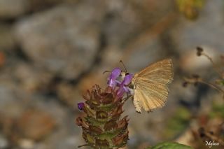 Pasl Zpzp (Erynnis tages)