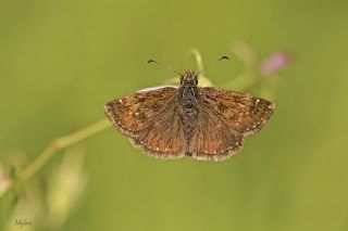 Pasl Zpzp (Erynnis tages)