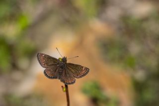Pasl� Z�pz�p&nbsp;(Erynnis&nbsp;tages)