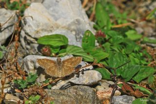 Pasl Zpzp (Erynnis tages)