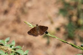 Pasl Zpzp (Erynnis tages)