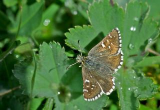 B�y�k Boz Z�pz�p&nbsp;(Pyrgus&nbsp;alveus)