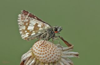 B�y�k Boz Z�pz�p&nbsp;(Pyrgus&nbsp;alveus)