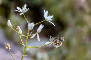 Ege Z�pz�p�&nbsp;(Pyrgus&nbsp;melotis)