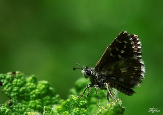 Ege Zpzp (Pyrgus melotis)