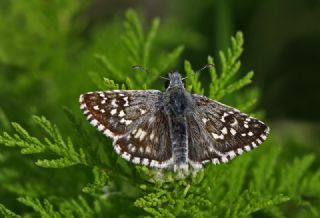 Ege Zpzp (Pyrgus melotis)