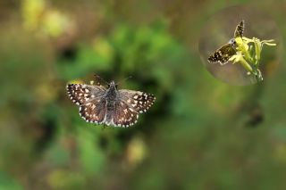 Ege Zpzp (Pyrgus melotis)