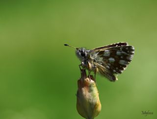 Kzl Zpzp (Spialia orbifer)