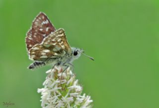 K�z�l Z�pz�p&nbsp;(Spialia&nbsp;orbifer)