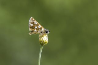 Kzl Zpzp (Spialia orbifer)