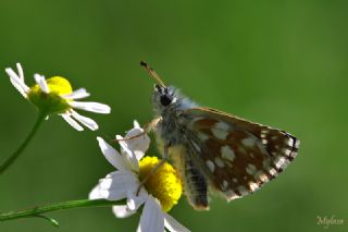 Kzl Zpzp (Spialia orbifer)