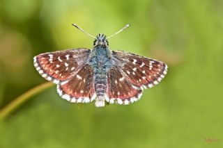 Kzl Zpzp (Spialia orbifer)