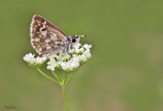Kzl Zpzp (Spialia orbifer)