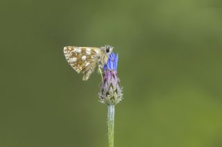 Kzl Zpzp (Spialia orbifer)