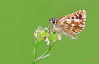 Kzl Zpzp (Spialia orbifer)