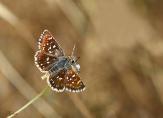 Kzl Zpzp (Spialia orbifer)