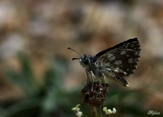 Kzl Zpzp (Spialia orbifer)