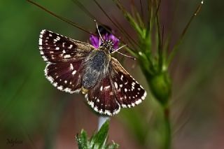 Kzl Zpzp (Spialia orbifer)