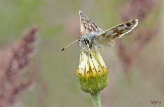 Acem Zpzp (Spialia phlomidis)