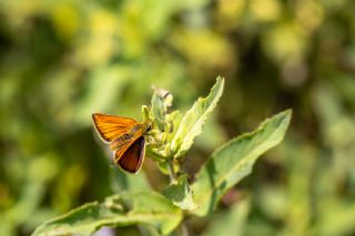 Yeni Z�pz�p&nbsp;(Thymelicus&nbsp;novus)
