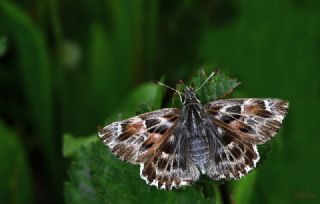 Hatmi Zpzp (Carcharodus alceae)