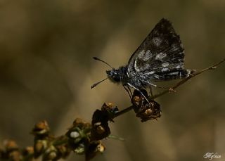 Hatmi Zpzp (Carcharodus alceae)