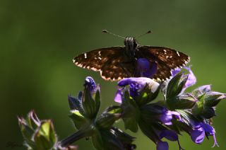 Hatmi Zpzp (Carcharodus alceae)