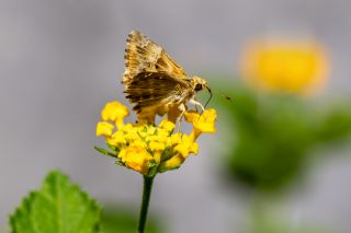 Hatmi Zpzp (Carcharodus alceae)