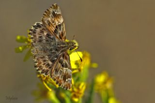 Hatmi Zpzp (Carcharodus alceae)